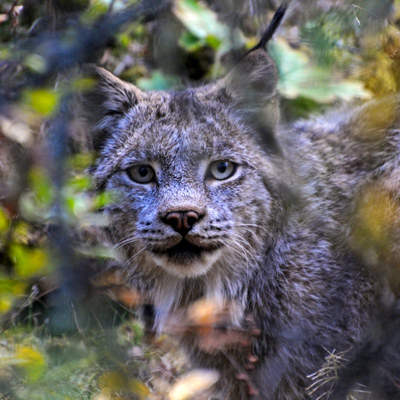 Canada Lynx
